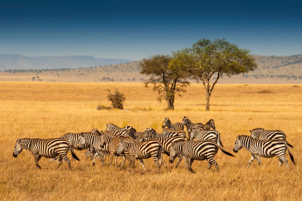 Giraffes and elephants walking across the vast Serengeti plain at sunset